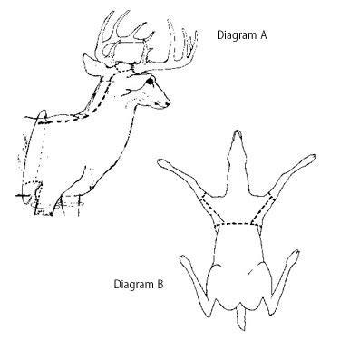 how to cape a deer diagram